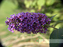 %_tempFileNameFlora_42%
